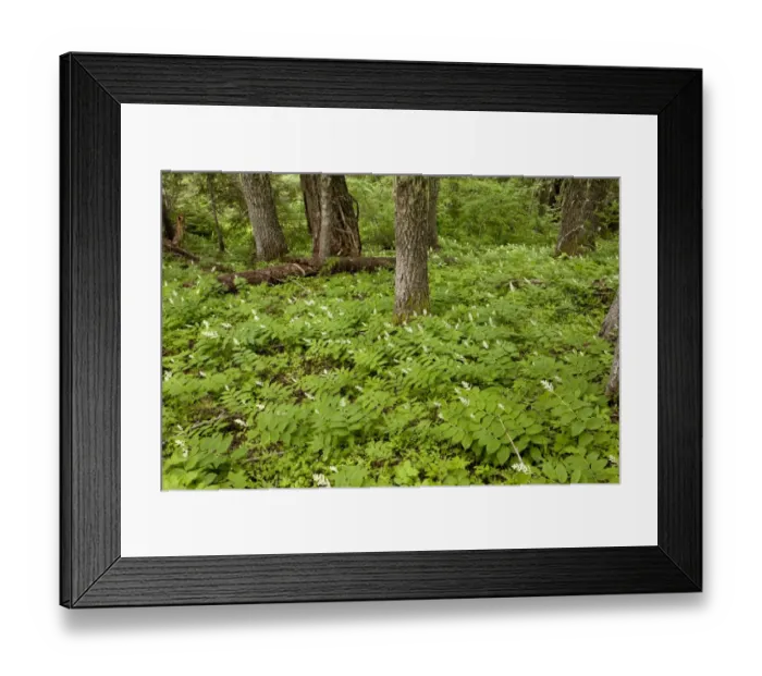Framed Print : False Solomons Seal (Smilacina racemosa) flowering, growing in woodland habitat, Oregon, U. S. A. july Framed Print : False Solomons Seal (Smilacina racemosa) flowering, growing in woodland habitat, Oregon, U. S. A. july