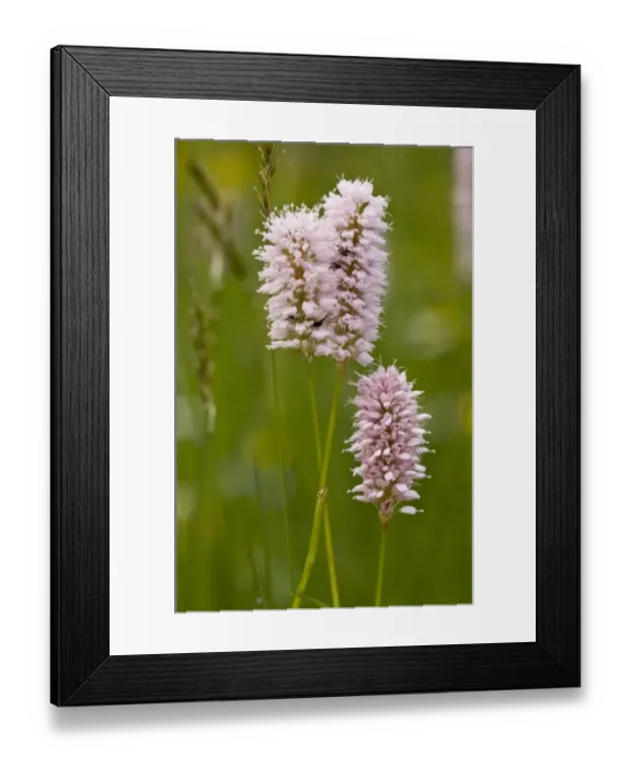 Framed Print : Common Bistort (Polygonum bistorta) flowering, growing in old hay meadow, Switzerland, june Framed Print : Common Bistort (Polygonum bistorta) flowering, growing in old hay meadow, Switzerland, june