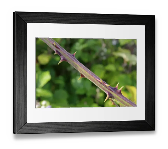 Framed Print : Bramble (Rubus fruticosus) close-up of stem with thorns, Bacton, Suffolk, England, june Framed Print : Bramble (Rubus fruticosus) close-up of stem with thorns, Bacton, Suffolk, England, june