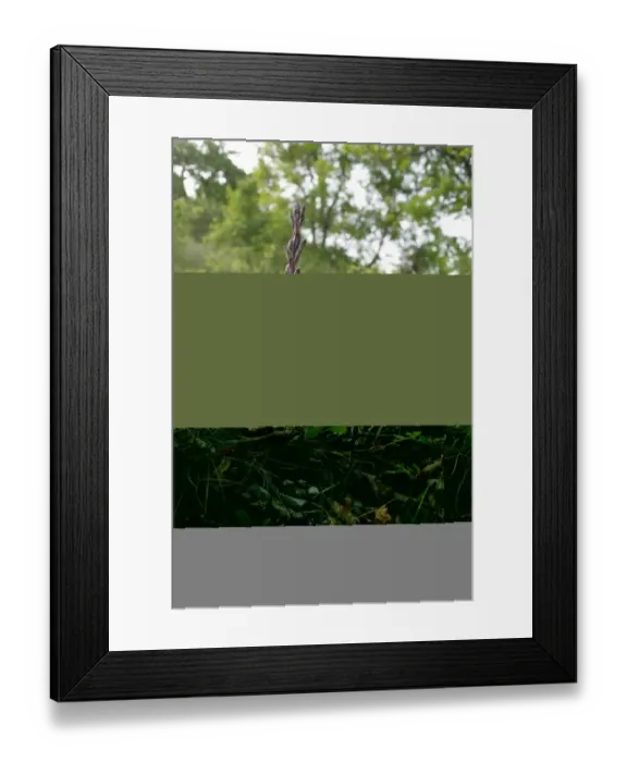 Framed Print : Violet Limodore (Limodorum abortivum) flowering, growing in open woodland on limestone, Causse de Gramat Framed Print : Violet Limodore (Limodorum abortivum) flowering, growing in open woodland on limestone, Causse de Gramat