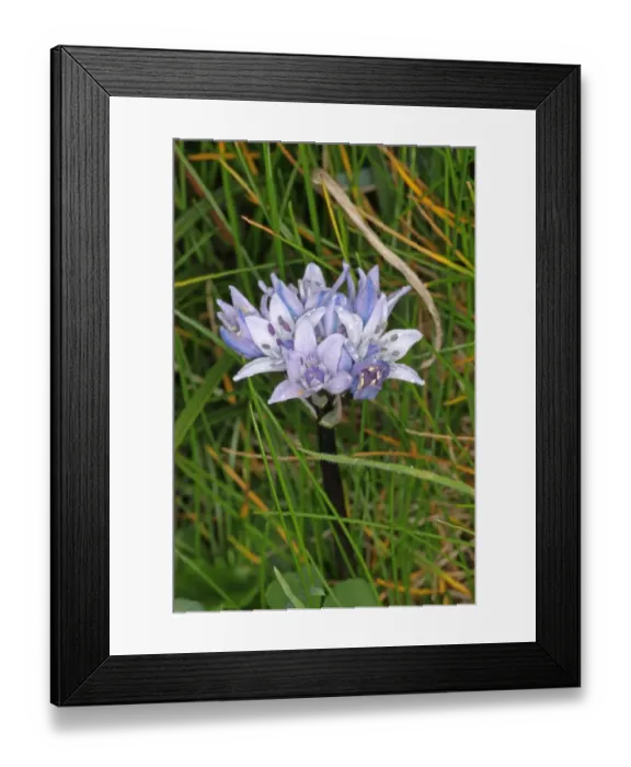 Framed Print : Spring Squill (Scilla verna) flowering, growing on coastal grassland, Cornwall, England, may