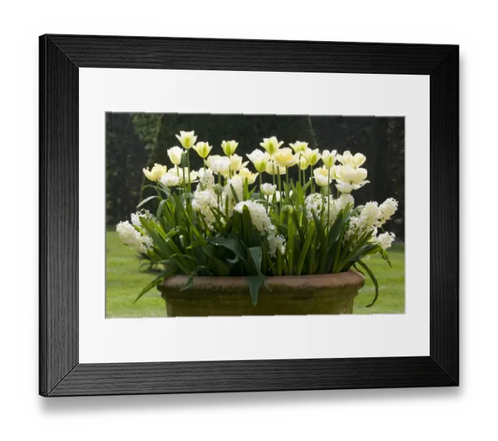 Framed Print : Tulip (Tulipa sp. ) and Garden Hyacinth (Hyacinthus sp. ) white flowers, growing in pot, Norfolk, England, april Framed Print : Tulip (Tulipa sp. ) and Garden Hyacinth (Hyacinthus sp. ) white flowers, growing in pot, Norfolk, England, april