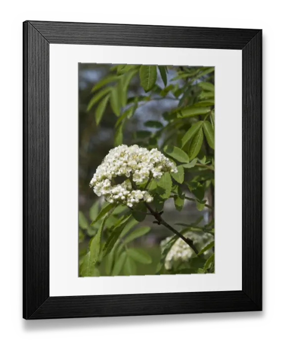 Framed Print : Rowan (Sorbus aucuparia) close-up of flowers, Holworth, Dorset, England, april Framed Print : Rowan (Sorbus aucuparia) close-up of flowers, Holworth, Dorset, England, april