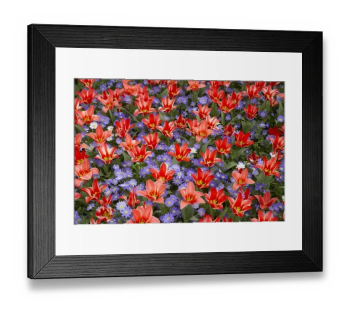 Framed Print : Tulip (Tulipa sp. ) Pinochio and Greek Windflower (Anenome blanda) Blue Shades flowering, Keukenhof Gardens Framed Print : Tulip (Tulipa sp. ) Pinochio and Greek Windflower (Anenome blanda) Blue Shades flowering, Keukenhof Gardens