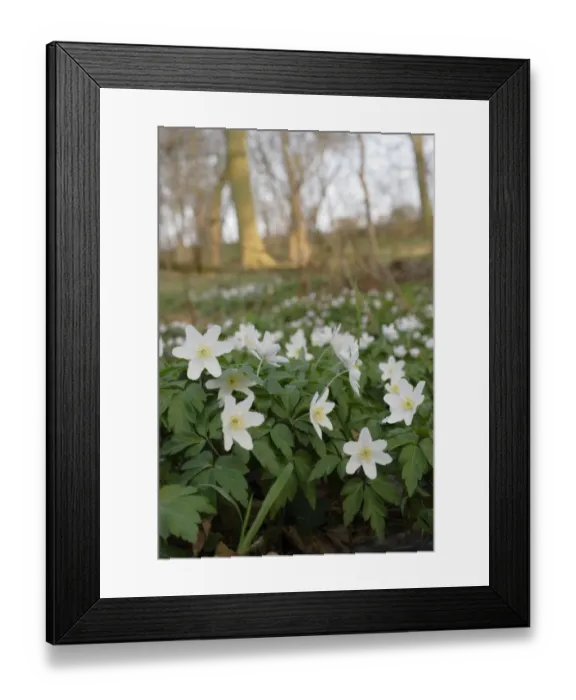 Framed Print : Wood Anemone (Anemone nemorosa) flowering, growing on ancient woodland floor, West Yorkshire, England, march Framed Print : Wood Anemone (Anemone nemorosa) flowering, growing on ancient woodland floor, West Yorkshire, England, march