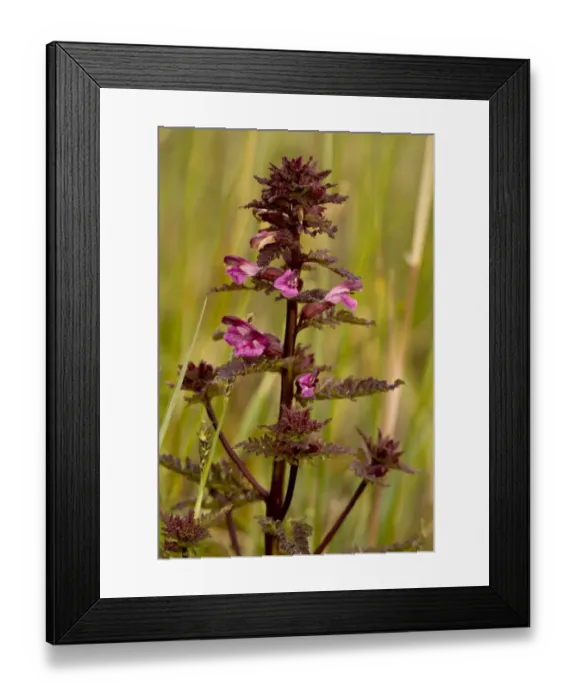 Framed Print : Marsh Lousewort (Pedicularis palustris) flowering, Market Weston Fen, Market Weston, Little Ouse Valley, Suffolk Framed Print : Marsh Lousewort (Pedicularis palustris) flowering, Market Weston Fen, Market Weston, Little Ouse Valley, Suffolk