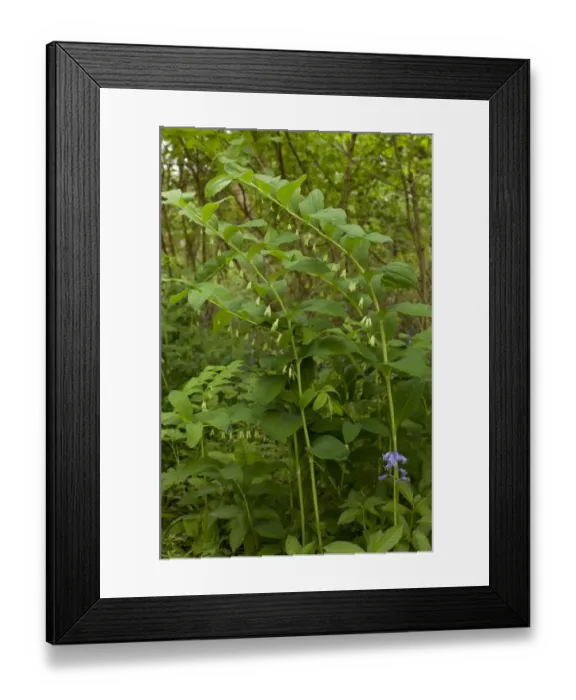 Framed Print : Common Solomons Seal (Polygonatum multiflorum) flowering, growing in woodland, Garston Wood RSPB Nature Reserve Framed Print : Common Solomons Seal (Polygonatum multiflorum) flowering, growing in woodland, Garston Wood RSPB Nature Reserve