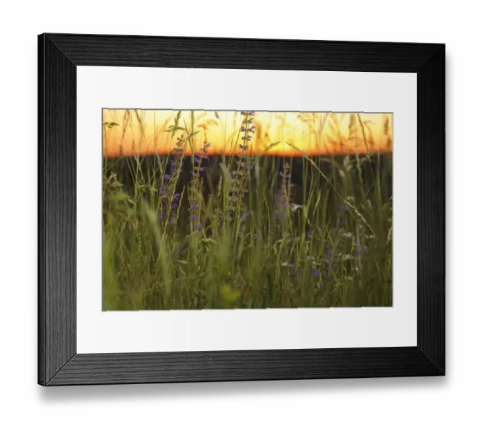 Framed Print : Meadow Clary (Salvia pratensis) flowering, growing in hay meadow at sunset, Causse de Gramat, Massif Central, Lot Framed Print : Meadow Clary (Salvia pratensis) flowering, growing in hay meadow at sunset, Causse de Gramat, Massif Central, Lot
