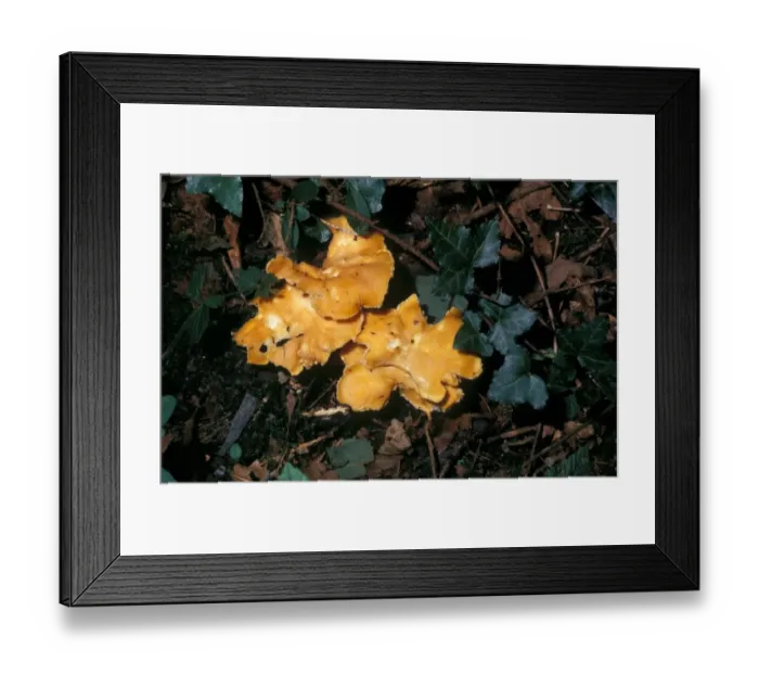 Framed Print : Chanterelle Mushroom (Cantharellus cibarius) Framed Print : Chanterelle Mushroom (Cantharellus cibarius)