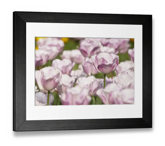 Framed Print : Tulip (Tulipa sp. ) Shirley, flowering, Keukenhof Gardens, South Holland, Netherlands Framed Print : Tulip (Tulipa sp. ) Shirley, flowering, Keukenhof Gardens, South Holland, Netherlands
