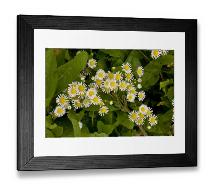 Framed Print : Annual Fleabane (Erigeron annuus) introduced species, flowering, Romania, september Framed Print : Annual Fleabane (Erigeron annuus) introduced species, flowering, Romania, september