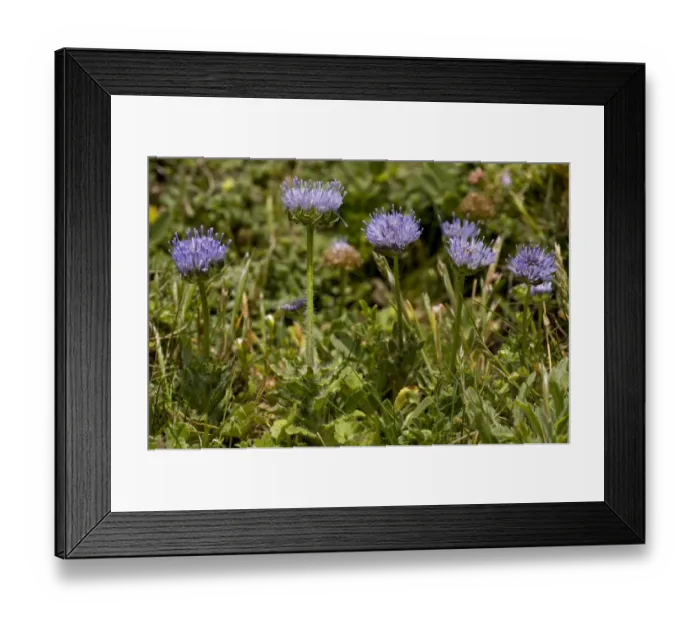 Framed Print : Sheep s-bit Scabious (Jasione montana) flowering, growing in coastal turf, The Lizard, Cornwall, England, may Framed Print : Sheep s-bit Scabious (Jasione montana) flowering, growing in coastal turf, The Lizard, Cornwall, England, may