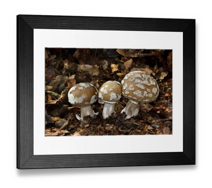 Framed Print : Grey Spotted Amanita (Amanita spissa) fruiting bodies, growing amongst leaf litter in woodland, Leicestershire Framed Print : Grey Spotted Amanita (Amanita spissa) fruiting bodies, growing amongst leaf litter in woodland, Leicestershire