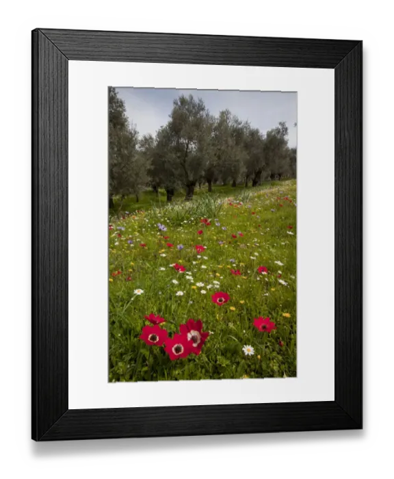 Framed Print : Peacock Anemone (Anemone pavonina), Crown Anemone (Anemone coronaria) and mayweed