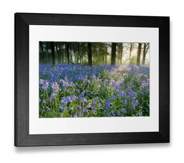 Framed Print : Bluebell (Endymion non-scriptus) flowering mass, in Common Beech (Fagus sylvatica) woodland habitat at sunrise, Kent Framed Print : Bluebell (Endymion non-scriptus) flowering mass, in Common Beech (Fagus sylvatica) woodland habitat at sunrise, Kent