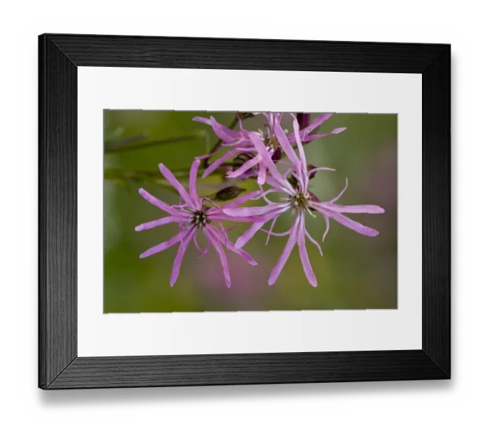 Framed Print : Ragged Robin (Lychnis flos-cuculi) close-up of flowers, growing in marshy grassland, Slovenia, june