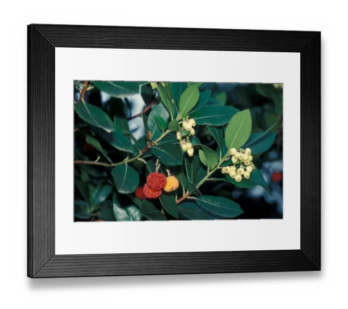 Framed Print : Tree - Strawberry (Arbutus unedo) close-up of branch with leaves & fruit Framed Print : Tree - Strawberry (Arbutus unedo) close-up of branch with leaves & fruit