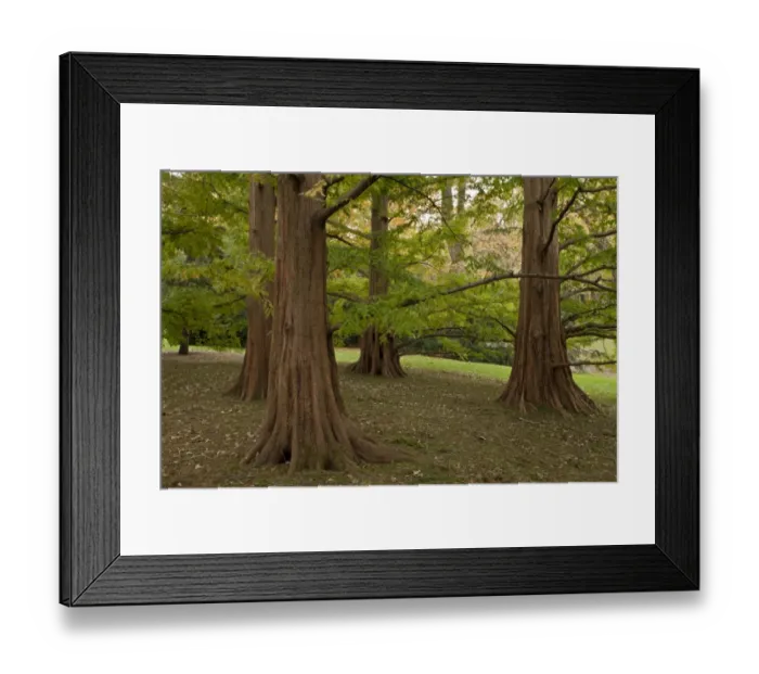 Framed Print : Dawn Redwood (Metasequoia glyptostroboides) grove, close-up of trunks, U. S. A. november Framed Print : Dawn Redwood (Metasequoia glyptostroboides) grove, close-up of trunks, U. S. A. november