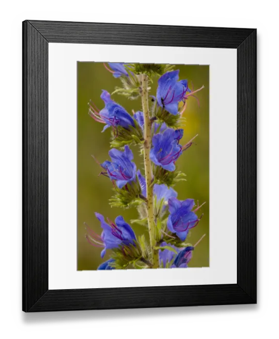 Framed Print : Vipers Bugloss (Echium vulgare) close-up of flowers, Cranwich Camp, Breckland, Norfolk, England, july