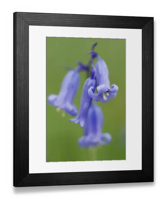 Framed Print : Bluebell (Endymion non-scriptus) close-up of flower, Kent, England, may Framed Print : Bluebell (Endymion non-scriptus) close-up of flower, Kent, England, may