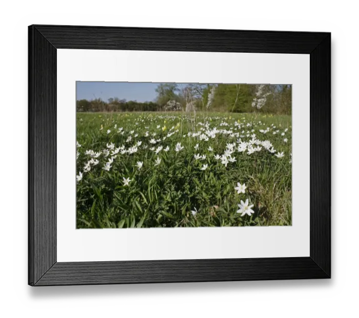 Framed Print : Wood Anemone (Anemone nemorosa) flowering, growing in unimproved hay meadow habitat, Mickfield Meadow Nature Reserve Framed Print : Wood Anemone (Anemone nemorosa) flowering, growing in unimproved hay meadow habitat, Mickfield Meadow Nature Reserve