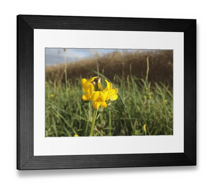 Framed Print : Bird s-foot Trefoil (Lotus corniculatus) flowering, growing in headland set-a-side strip beside arable field, Bacton