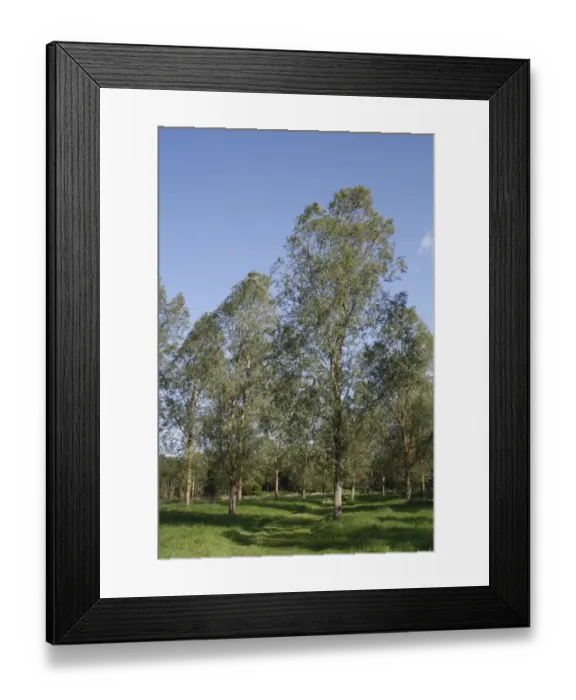 Framed Print : White Willow (Salix alba var. caerulea) Cricket Bat Willow, plantation, growing in river valley fen, Lang Fen Framed Print : White Willow (Salix alba var. caerulea) Cricket Bat Willow, plantation, growing in river valley fen, Lang Fen