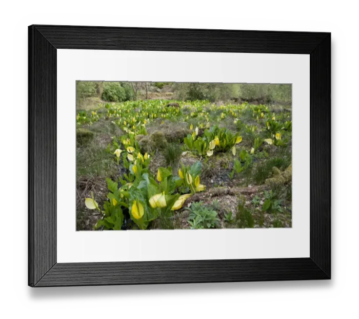 Framed Print : Yellow Skunk Cabbage (Lysichiton americanum) flowering mass, Ardkinglas Woodland Garden, Cairndow, Argyll, Scotland Framed Print : Yellow Skunk Cabbage (Lysichiton americanum) flowering mass, Ardkinglas Woodland Garden, Cairndow, Argyll, Scotland