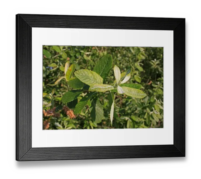 Framed Print : Common Sallow (Salix cinerea) close-up of leaves, growing in fen, Middle Fen, Thelnetham Fen, Thelnetham
