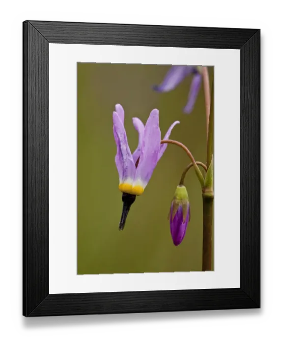 Framed Print : Alpine Shooting Star (Dodecatheon alpinum) close-up of flower and bud, Mount Eddy, Klamath Mountains, California, july Framed Print : Alpine Shooting Star (Dodecatheon alpinum) close-up of flower and bud, Mount Eddy, Klamath Mountains, California, july