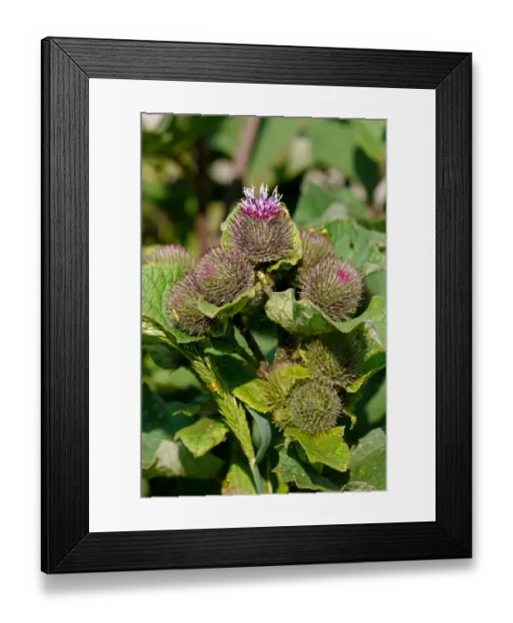 Framed Print : Lesser Burdock (Arctium minus) flowering, Warren Hill, West Sussex, England, july Framed Print : Lesser Burdock (Arctium minus) flowering, Warren Hill, West Sussex, England, july