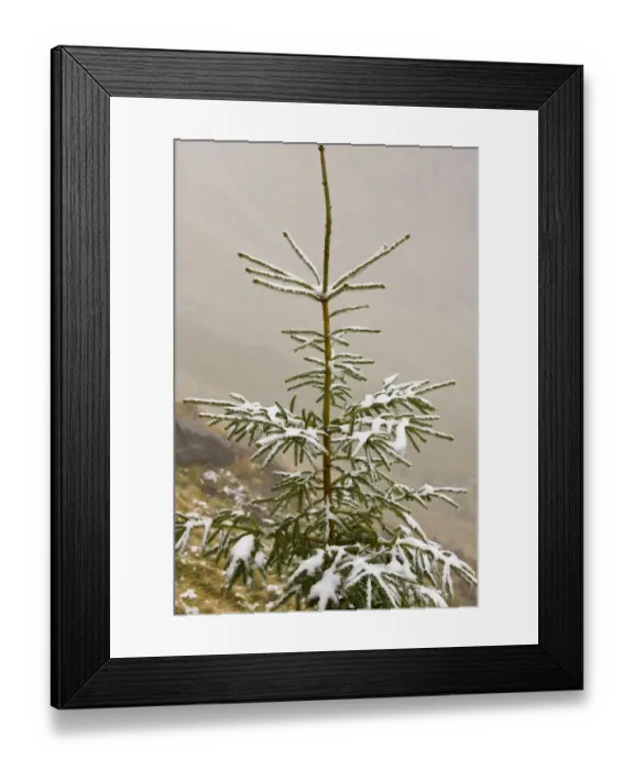 Framed Print : Norway Spruce (Picea abies) needles covered with light snow and frost, high in mountains, Fagaras Mountains Framed Print : Norway Spruce (Picea abies) needles covered with light snow and frost, high in mountains, Fagaras Mountains
