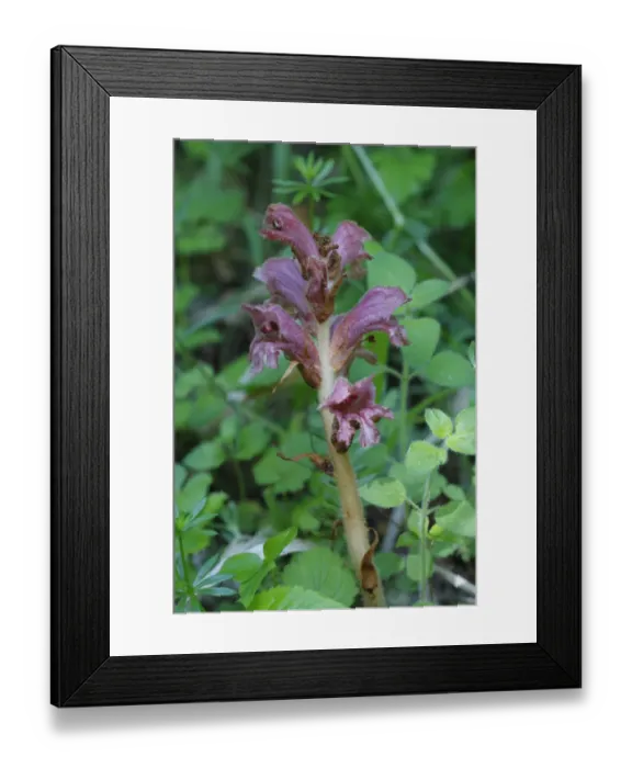 Framed Print : Thyme Broomrape (Orobanche alba) flowering, probably growing on Mint (Mentha sp. ), Pyrenees, Ariege, France, may Framed Print : Thyme Broomrape (Orobanche alba) flowering, probably growing on Mint (Mentha sp. ), Pyrenees, Ariege, France, may