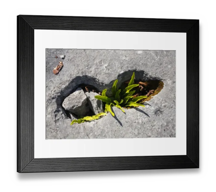 Framed Print : Hart s-tongue Fern (Phyllitis scolopendrium) fronds, growing from crevice in limestone pavement Framed Print : Hart s-tongue Fern (Phyllitis scolopendrium) fronds, growing from crevice in limestone pavement
