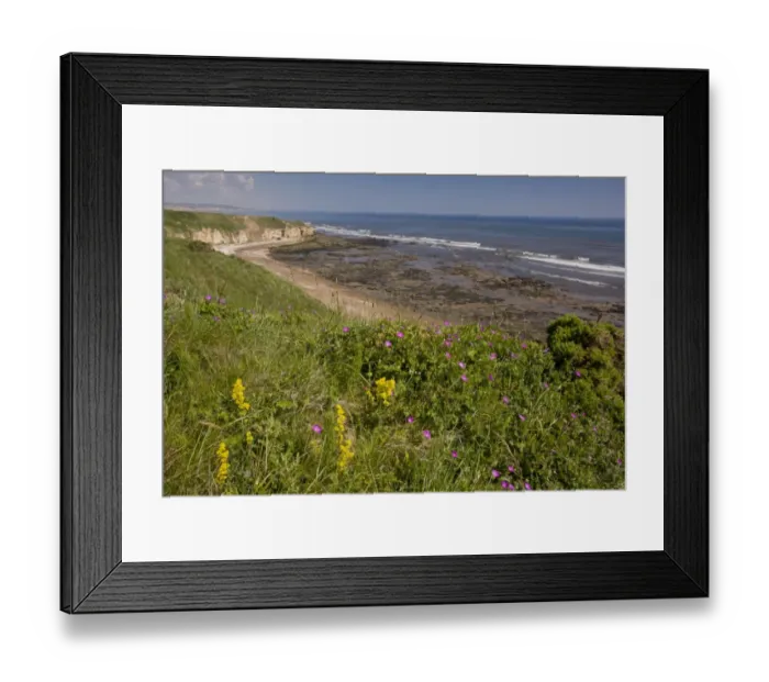 Framed Print : Ladys Bedstraw (Galium verum) and Bloody Cranesbill (Geranium sanguineum) flowering