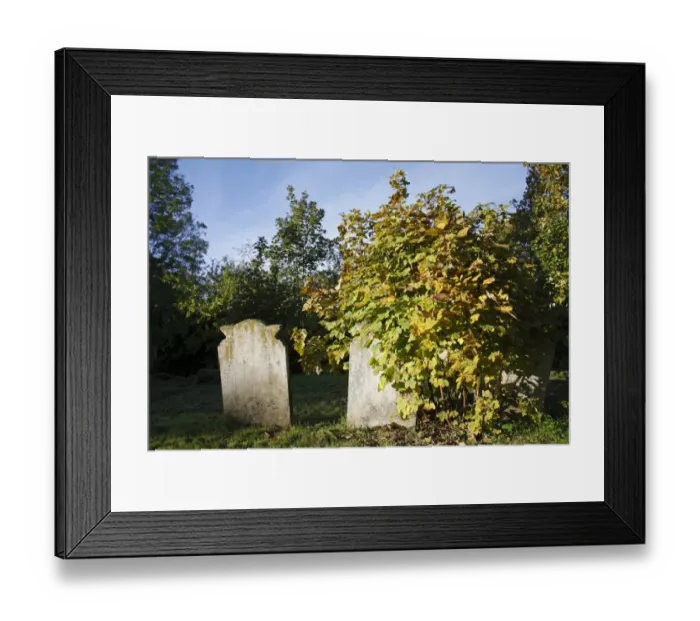 Framed Print : Sycamore (Acer pseudoplatanus) sapling, growing beside headstones in church graveyard, St