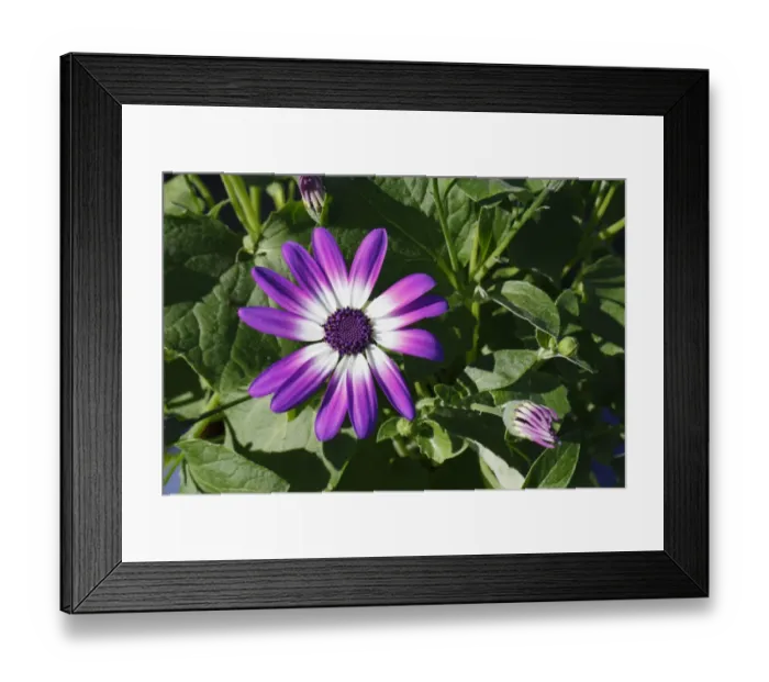 Framed Print : Cultivated Pericallis (Pericallis sp. ) Senetti, close-up of magenta-white flower, in garden, Suffolk, England, april
