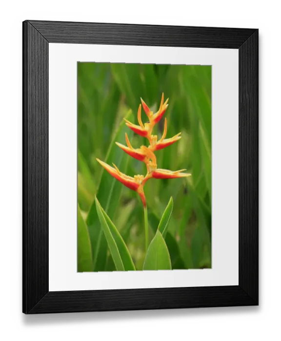Framed Print : Lobster-claw (Heliconia psittacorum) flowering, Kota Kinabalu, Sabah, Borneo, Malaysia