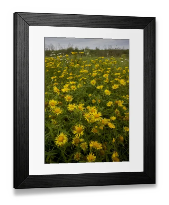 Framed Print : British Yellowhead (Inula britannica) flowering mass, growing in Puszta grassland habitat, Hortobagy N. P Framed Print : British Yellowhead (Inula britannica) flowering mass, growing in Puszta grassland habitat, Hortobagy N. P