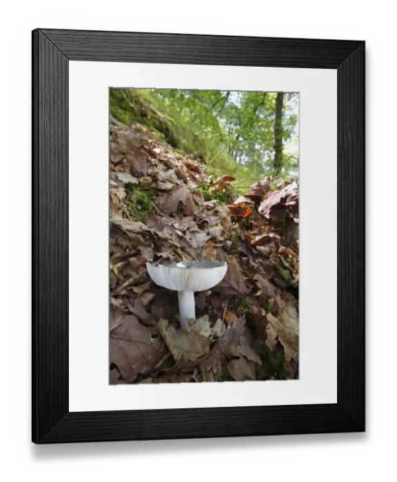 Framed Print : Charcoal Burner (Russula cyanoxantha) fruiting body, growing on slope amongst leaf litter in oak woodland, Powys Framed Print : Charcoal Burner (Russula cyanoxantha) fruiting body, growing on slope amongst leaf litter in oak woodland, Powys