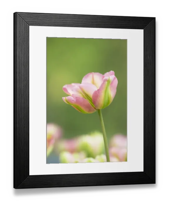 Framed Print : Tulip (Tulipa sp. ) Viridiflora Groenland, flowering, Keukenhof Gardens, South Holland, Netherlands Framed Print : Tulip (Tulipa sp. ) Viridiflora Groenland, flowering, Keukenhof Gardens, South Holland, Netherlands