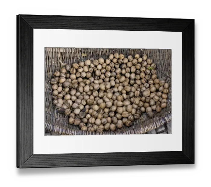 Framed Print : Common Walnut (Juglans regia) nuts, collected for drying in courtyard of old Saxon village, Viscri, Transylvania Framed Print : Common Walnut (Juglans regia) nuts, collected for drying in courtyard of old Saxon village, Viscri, Transylvania
