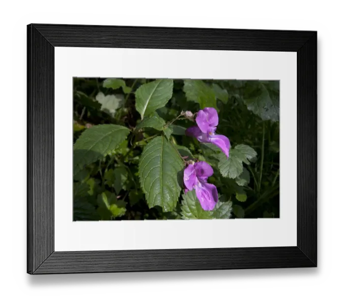 Framed Print : Himalayan Balsam (Impatiens glandulifera) introduced invasive species, flowering, Basingstoke Canal Nature Reserve Framed Print : Himalayan Balsam (Impatiens glandulifera) introduced invasive species, flowering, Basingstoke Canal Nature Reserve