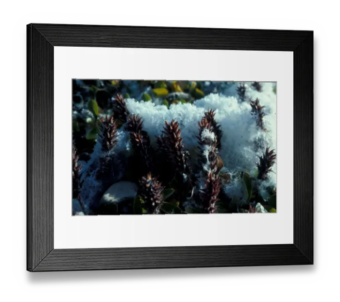 Framed Print : Polar Willow (Salix polaris) Grice Fjord, Ellesmere Canadian Arctic Framed Print : Polar Willow (Salix polaris) Grice Fjord, Ellesmere Canadian Arctic