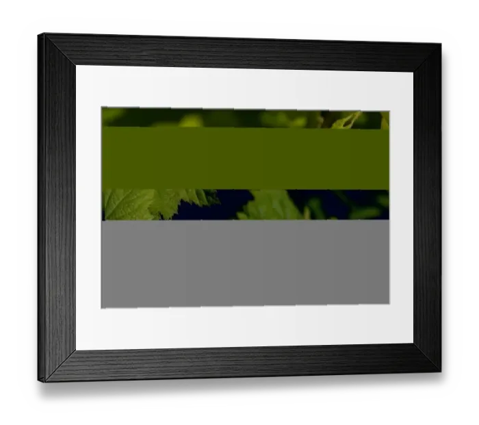Framed Print : Thimbleberry (Rubus parviflorus) close-up of flowers, Clearwater, British Columbia, Canada, june Framed Print : Thimbleberry (Rubus parviflorus) close-up of flowers, Clearwater, British Columbia, Canada, june