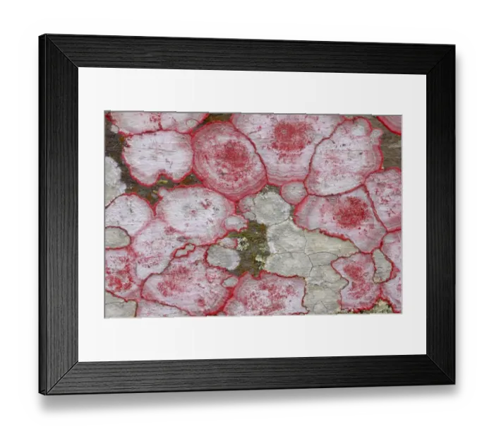 Framed Print : Baton-rouge Lichen (Herpothallon sanguineum) growing on tree trunk, Corkscrew Swamp, Florida, U. S. A Framed Print : Baton-rouge Lichen (Herpothallon sanguineum) growing on tree trunk, Corkscrew Swamp, Florida, U. S. A