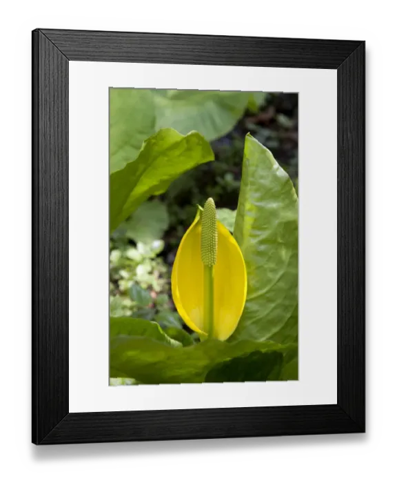 Framed Print : Yellow Skunk Cabbage (Lysichiton americanum) flowering, Ardkinglas Woodland Garden, Cairndow, Argyll, Scotland, april Framed Print : Yellow Skunk Cabbage (Lysichiton americanum) flowering, Ardkinglas Woodland Garden, Cairndow, Argyll, Scotland, april