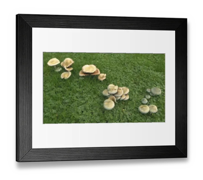 Framed Print : Verdigris Agaric (Stropharia aeruginosa) variously aged fruiting bodies, growing in lawn, Powys, Wales, november Framed Print : Verdigris Agaric (Stropharia aeruginosa) variously aged fruiting bodies, growing in lawn, Powys, Wales, november