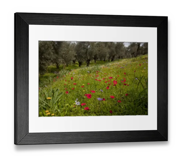 Framed Print : Peacock Anemone (Anemone pavonina), Crown Anemone (Anemone coronaria) and mayweed