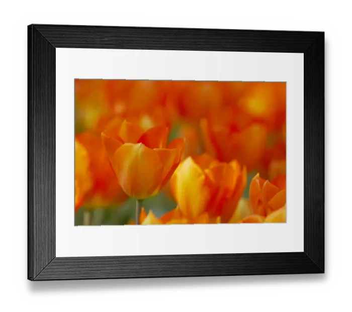 Framed Print : Tulip (Tulipa sp. ) Lightening Sun, flowering, Keukenhof Gardens, South Holland, Netherlands